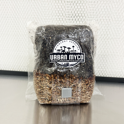 All in One Mushroom Grow Kit (Grain & CVG) - Beginner Friendly Urban Myco